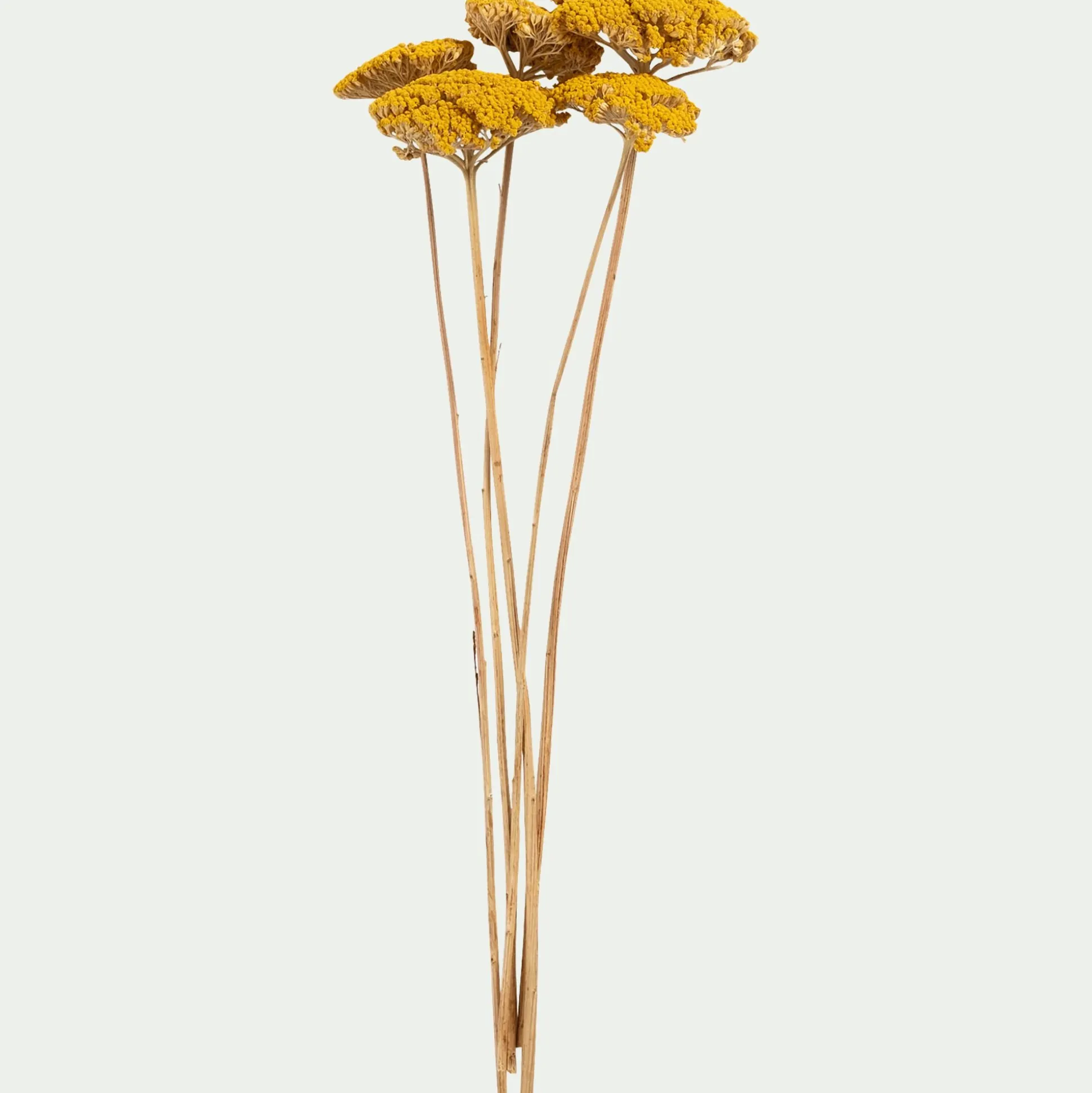 Botte d'achilée séchée H55cm - jaune