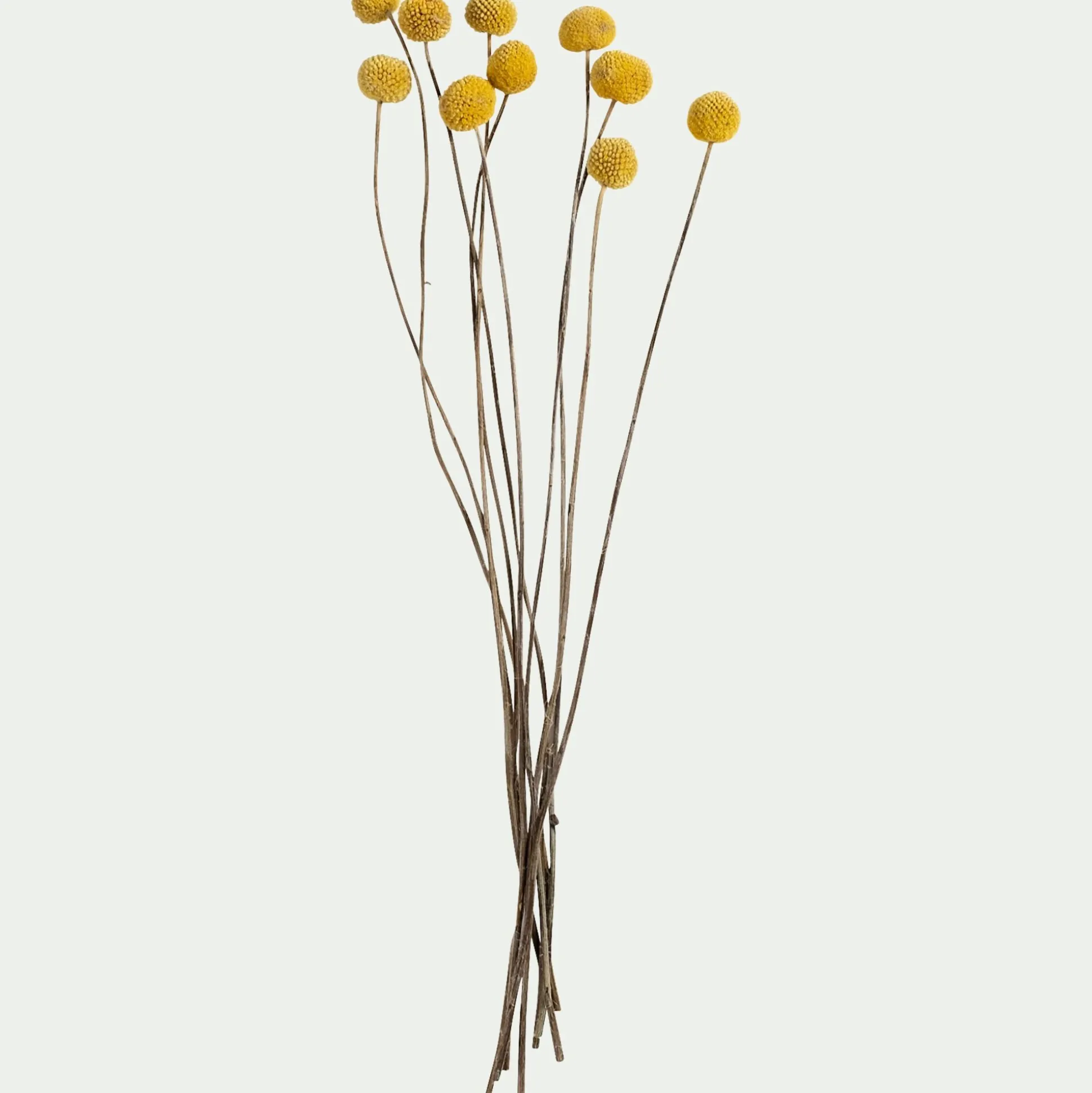 Botte de craspedia séchée H55cm - jaune