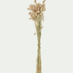 Botte de lagure ovale séchée 50cm - beige
