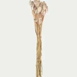 Botte de pavots séchés 50cm - blanc