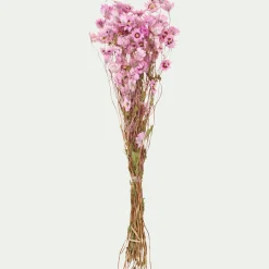 Botte de rhodantes séchées 50cm - rose
