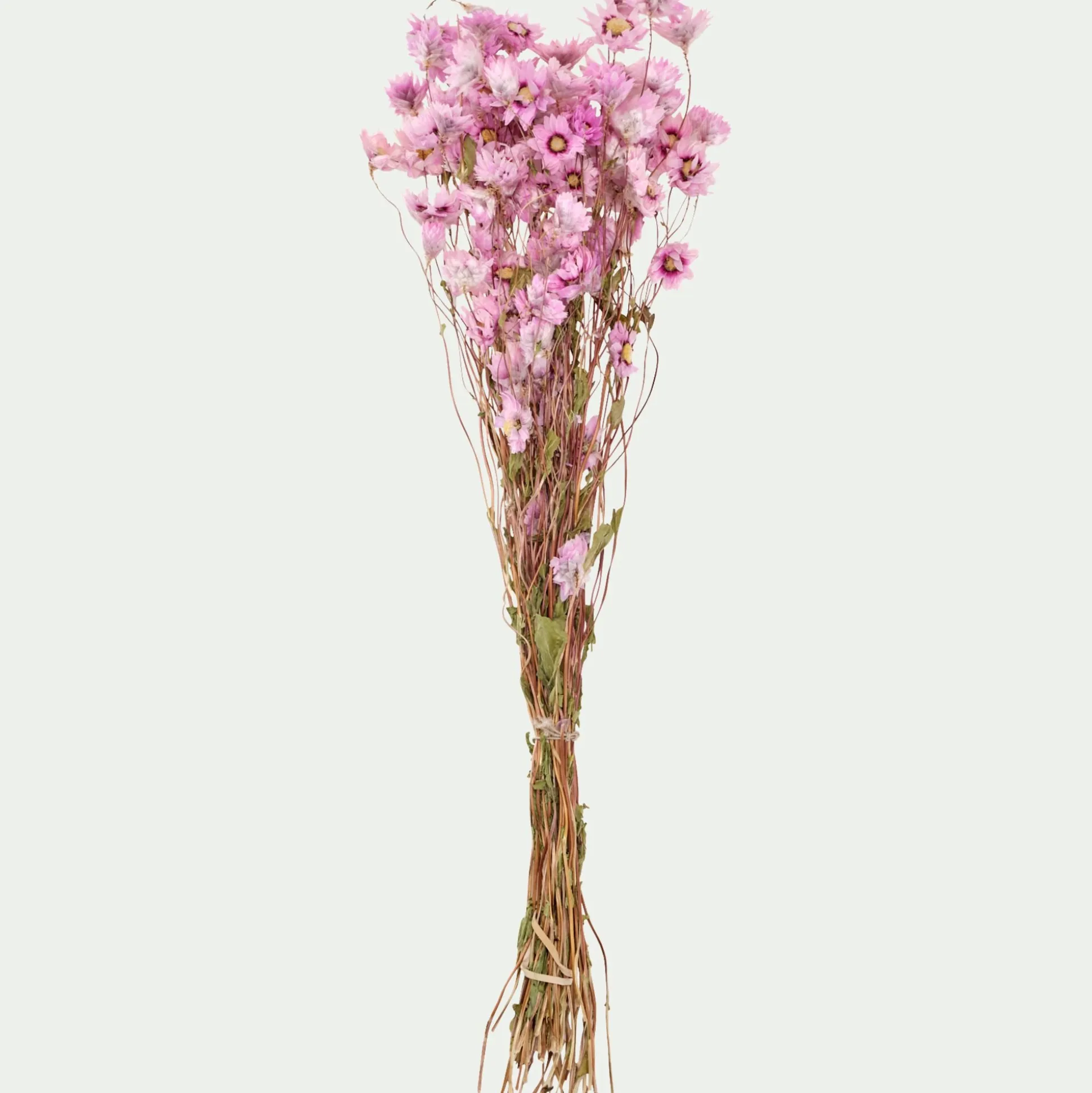 Botte de rhodantes séchées 50cm - rose