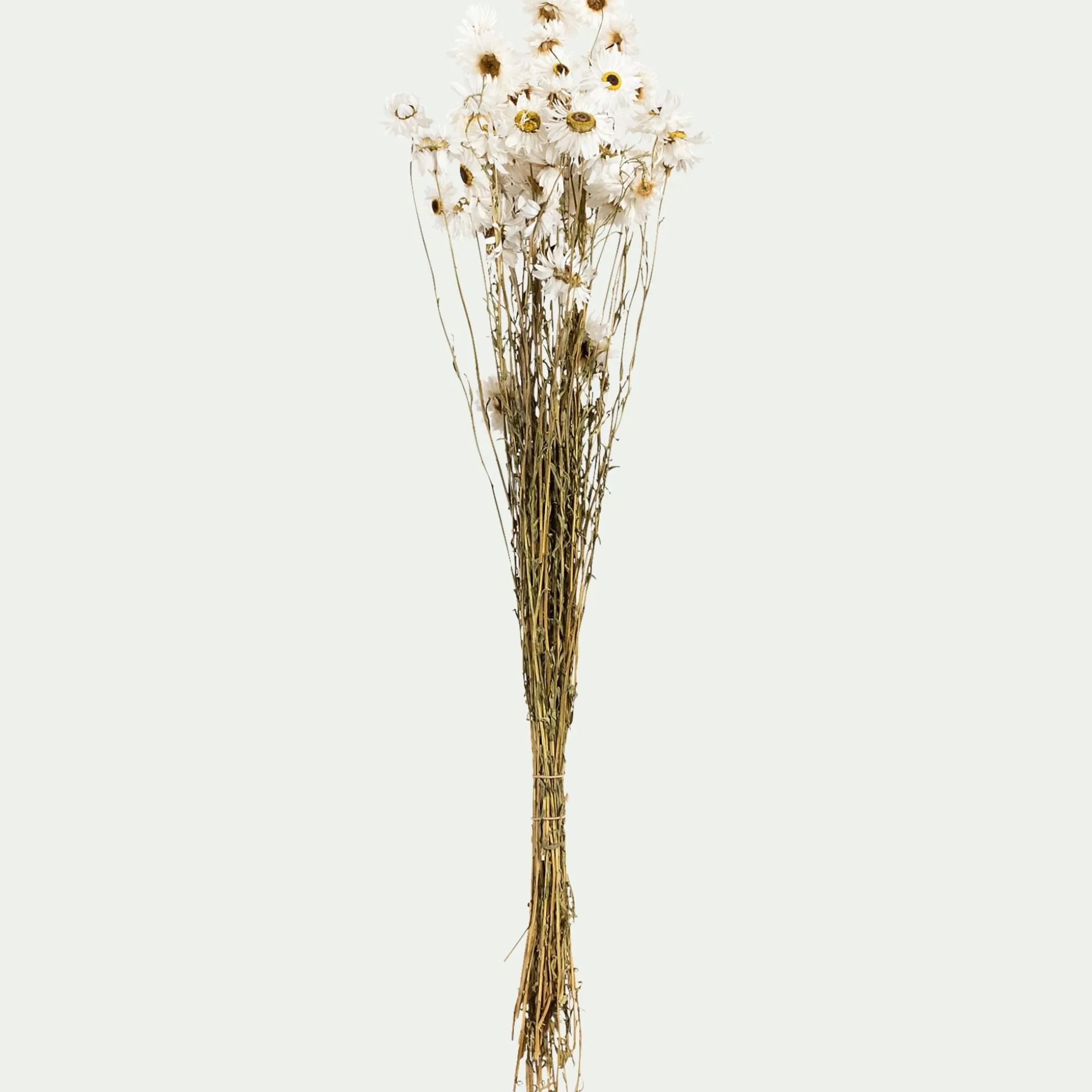 Bottes de marguerites séchées 55cm - blanc
