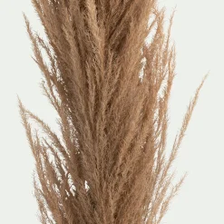 Herbe de pampa séchée - naturel H160 cm